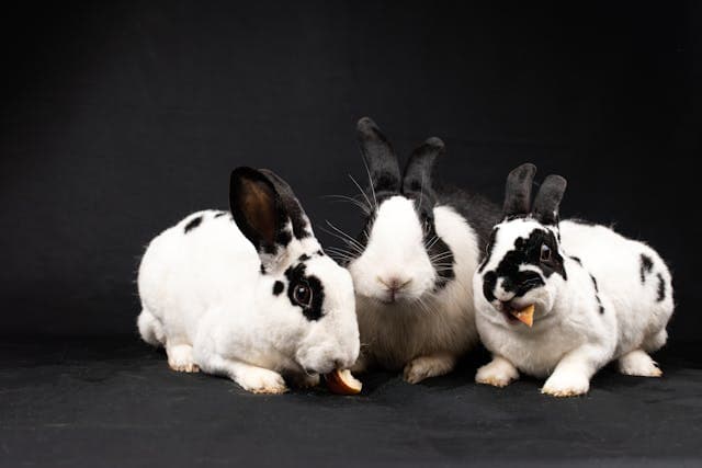 Rabbits Eating Squash on Black Background