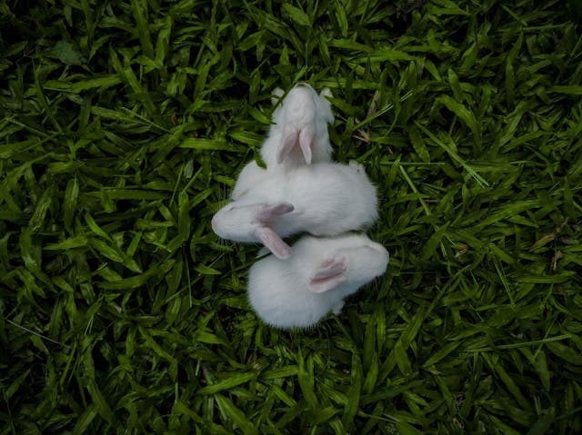 White Rabbits on the Grass