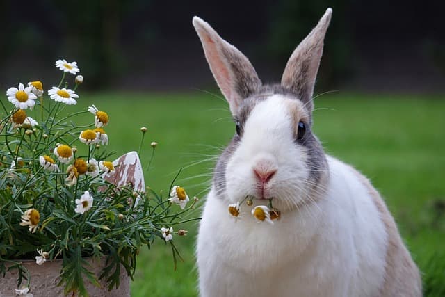 Rabbit beside flower pot