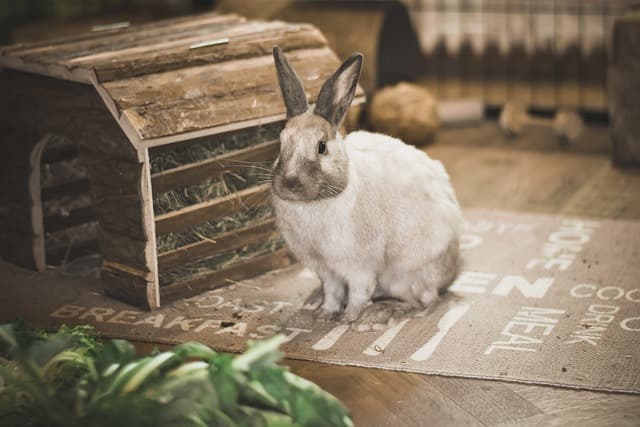 Rabbit staring at leaves