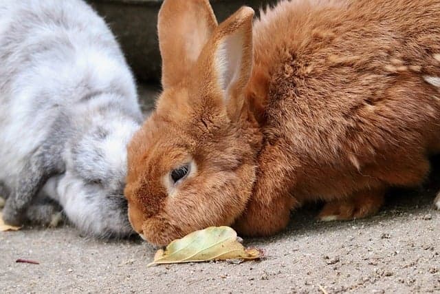 Two rabbits sniffing the ground