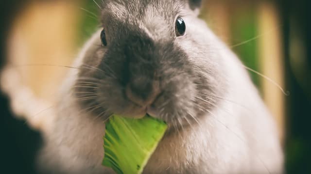 rabbits eating green leaves