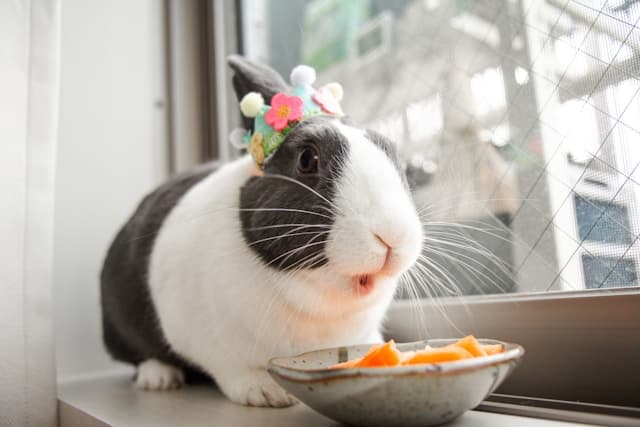 Rabbit eating her favorite food