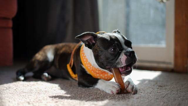Adorable Boston Terrier Puppy Chewing Toy