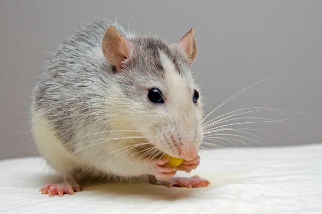 Black and White Mouse Eating