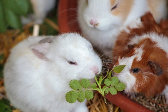 Bunnies Eating Plant