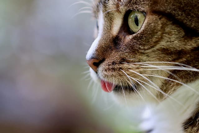 Cat Drooling