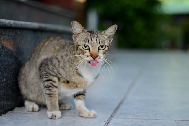 Cat Showing it's Tongue