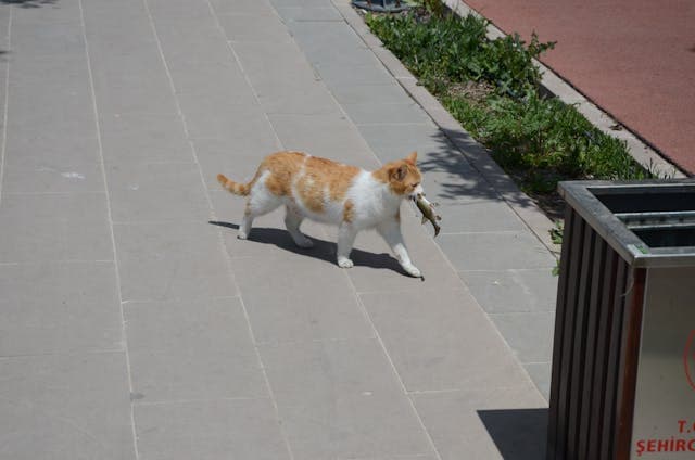 Cat Walking on Pavement with a Fish in its Mouth