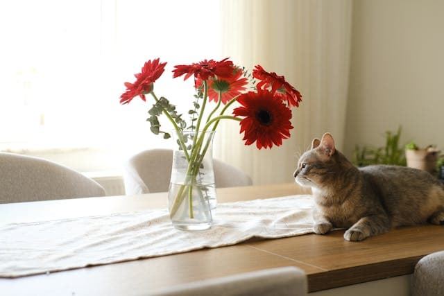 Cat by Vase with Red Gerberas on Table