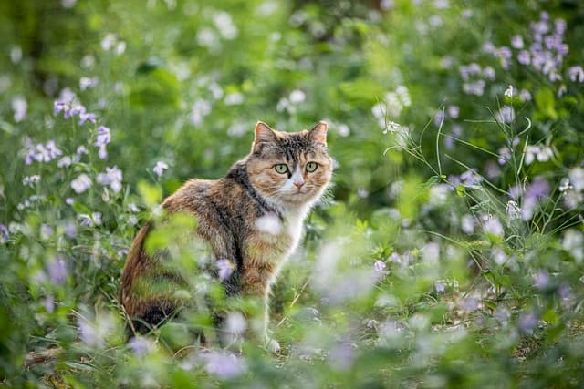 What Can Cats Eat?