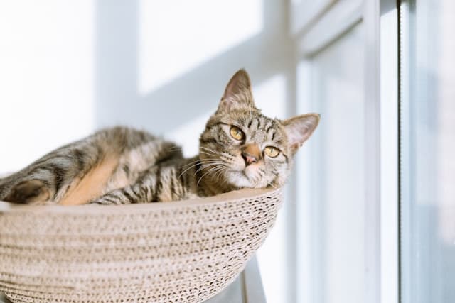 Cat looking at the window