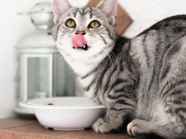 Cat looking while eating