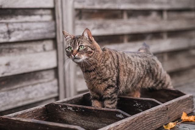 Cat pooping inside box