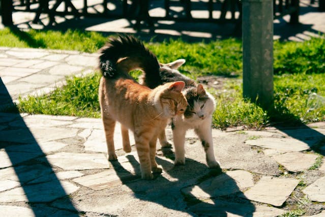 Cats Together on Sidewalk Rubbing each other head