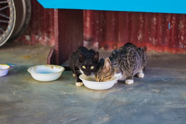 Cats eating food and drinking water