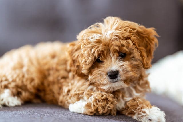 Cavapoo Sitting on a Sofa