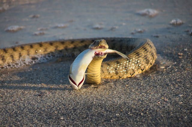 Close Up Shot of a Snake Eating Fish
