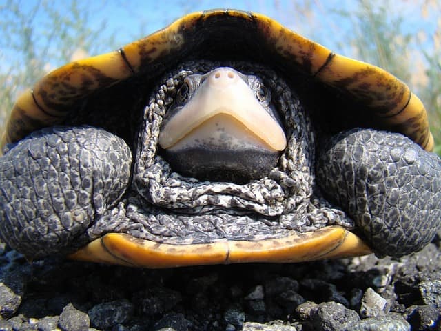 Close up face of Terrapin Turtle inside its shell