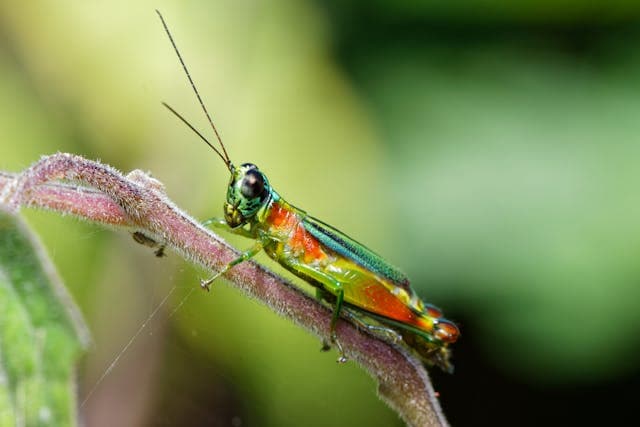 Cricket eating stem of plant