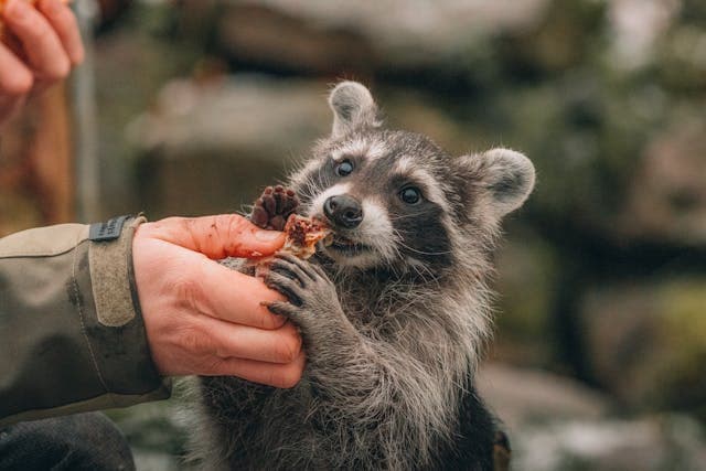 Crop traveler feeding wild raccoon