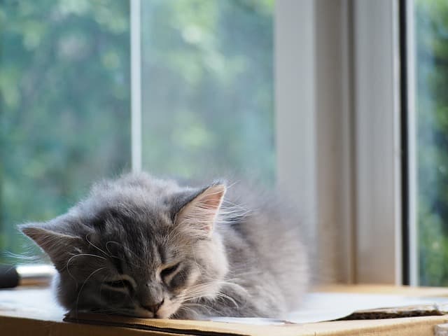 Cute cat sleeping near window
