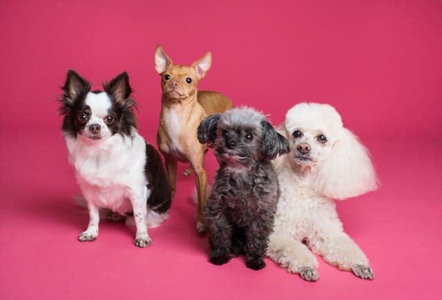 Different Breed of Dogs