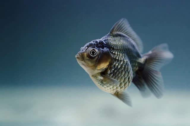 Dropsy Fish