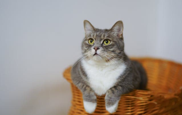 European Shorthair Cat at home on a Woven Basket