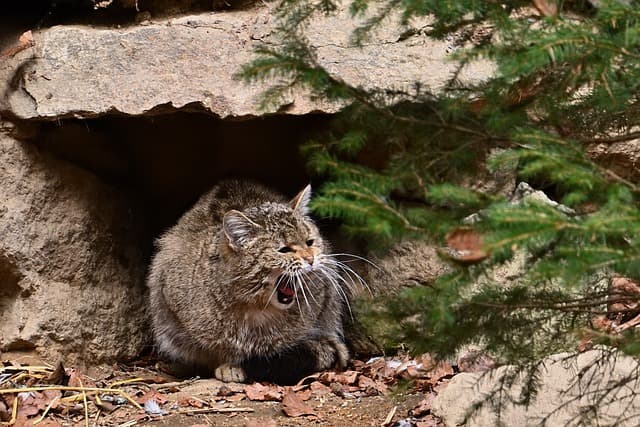 Feral Cat Hiding on Rock