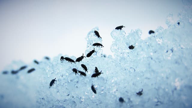 Fleas on Ice