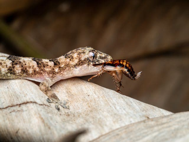 Gecko with an Insect in Its Mouth