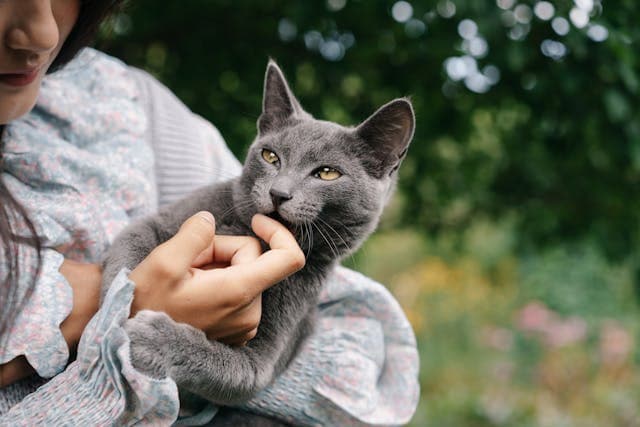 Gray Cat on Woman's Hands
