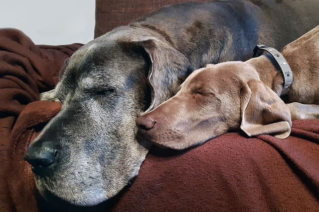 Great Dane Sleeping on coach