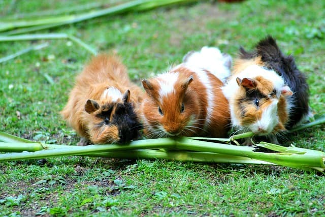Guinea Pigs Eating Vegetables