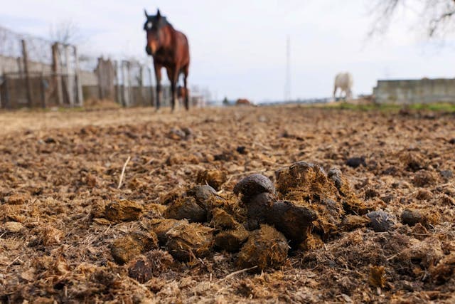 Horse Poop on Ground