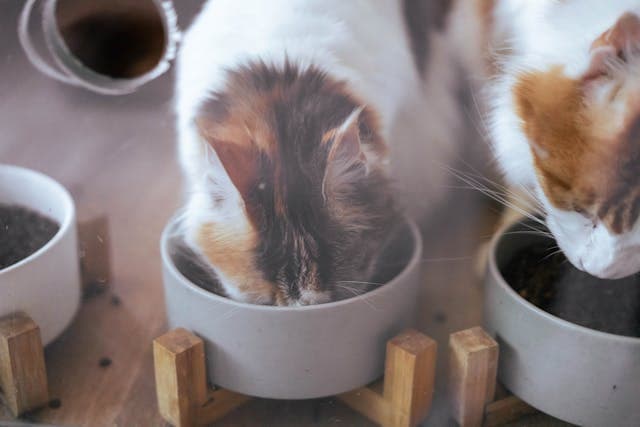 Kittens Eating