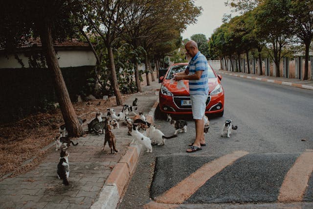 Man in a Blue Polo Shirt Following by Cats
