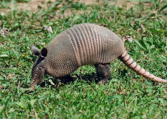 Nine-banded Armadillo