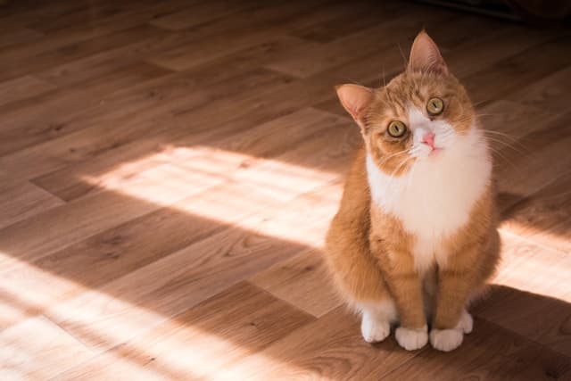Orange cat staring while peeing