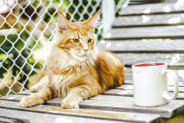 Orange mainecoon cat sitting on the bench