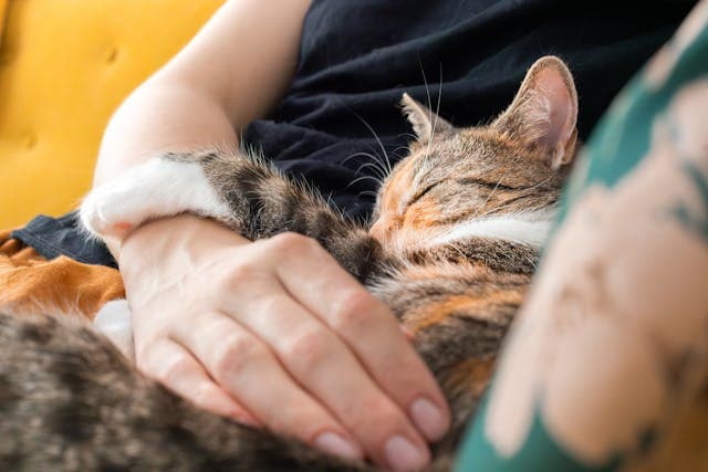 Person Holding a Sleeping Cat on His Chest