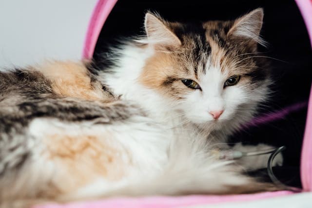 Person Holding sick White Black and Brown Cat