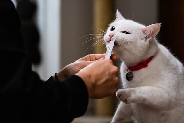 What Human Food Can Cats Eat?
