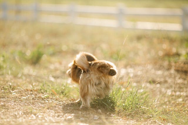 Pet Dog Peeing at the Yard