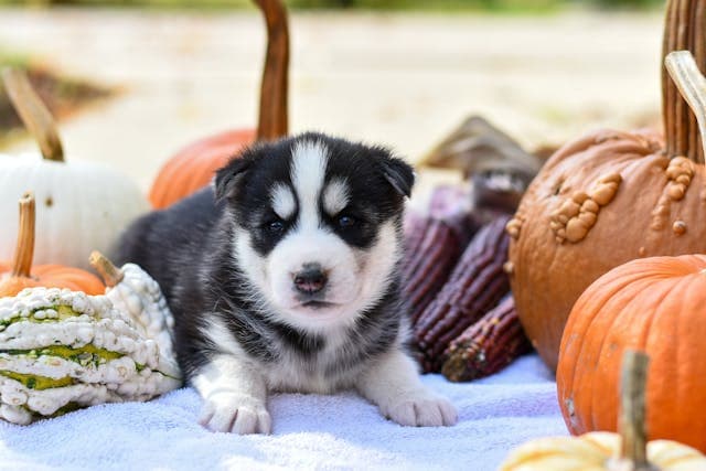 Puppy with Pumpkins and other Vegetables