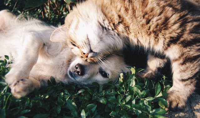 Real life best friends cat and dog
