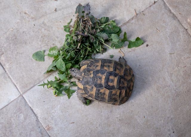 Turtle Box Eating Herbs