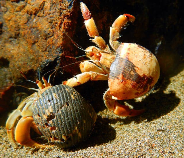 Two Hermit Crab Beside Brown Rock