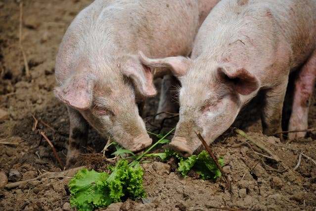 Two pigs eating green leaves
